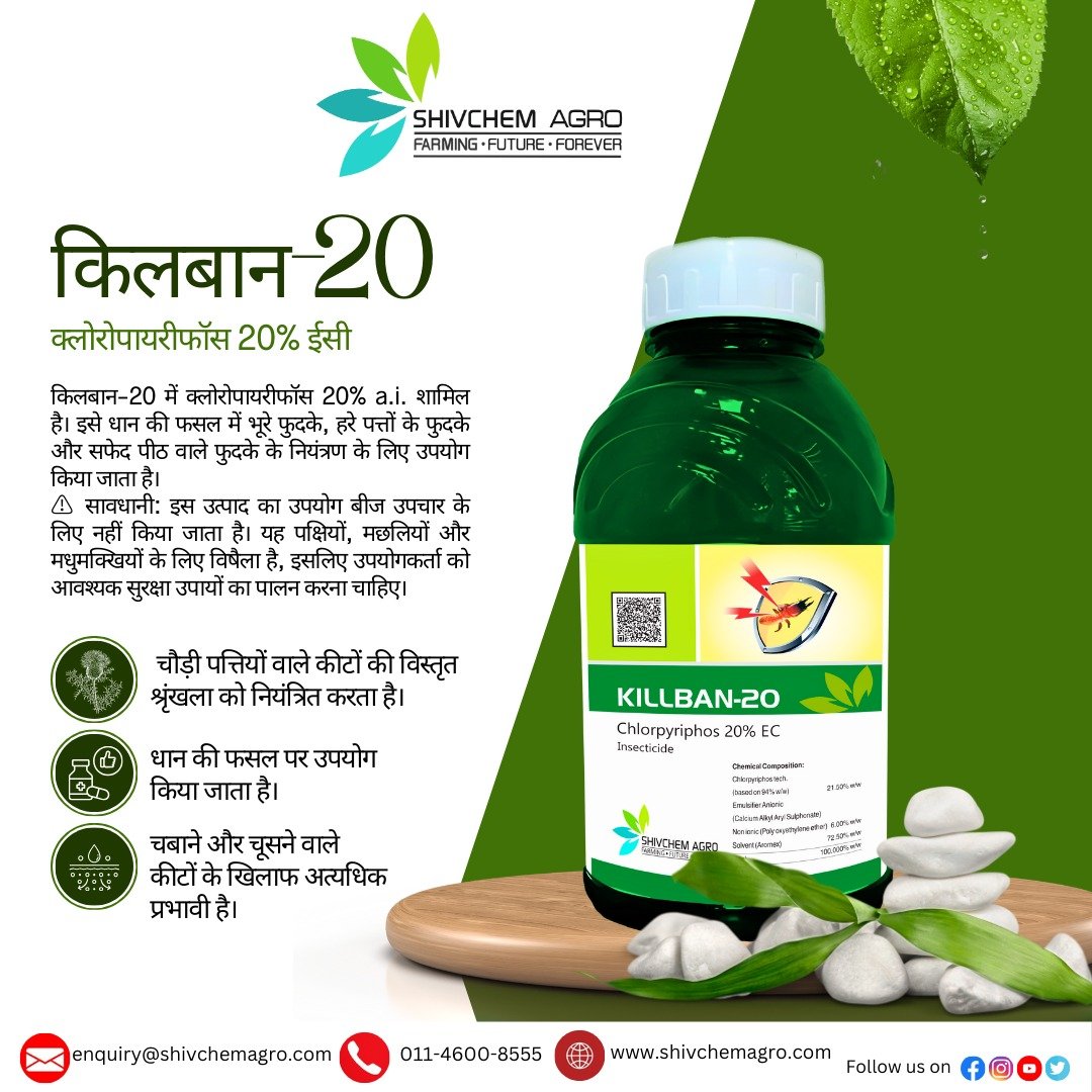 किलबान-20 के साथ अपनी धान की फसल की सुरक्षा करें! 💪🌾यह भूरे फुदके, हरे पत्तों के फुदके और सफेद